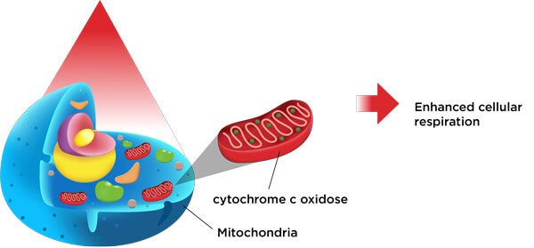 Cytochrome C Oxidase, A Specialized Molecule Within The Mitochondria Of Our Cells Is Energized When It Absorbs Red Laser Light. This Enhances The Process Of Cellular Respiration, Allowing Cells To Function More Efficiently
